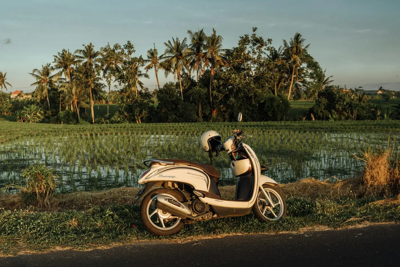Motor scooter parked beside a rice field